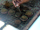 Nursery grown coral are fed shrimp via hand tweezers, St. Thomas, USVI. Credit - NOAA